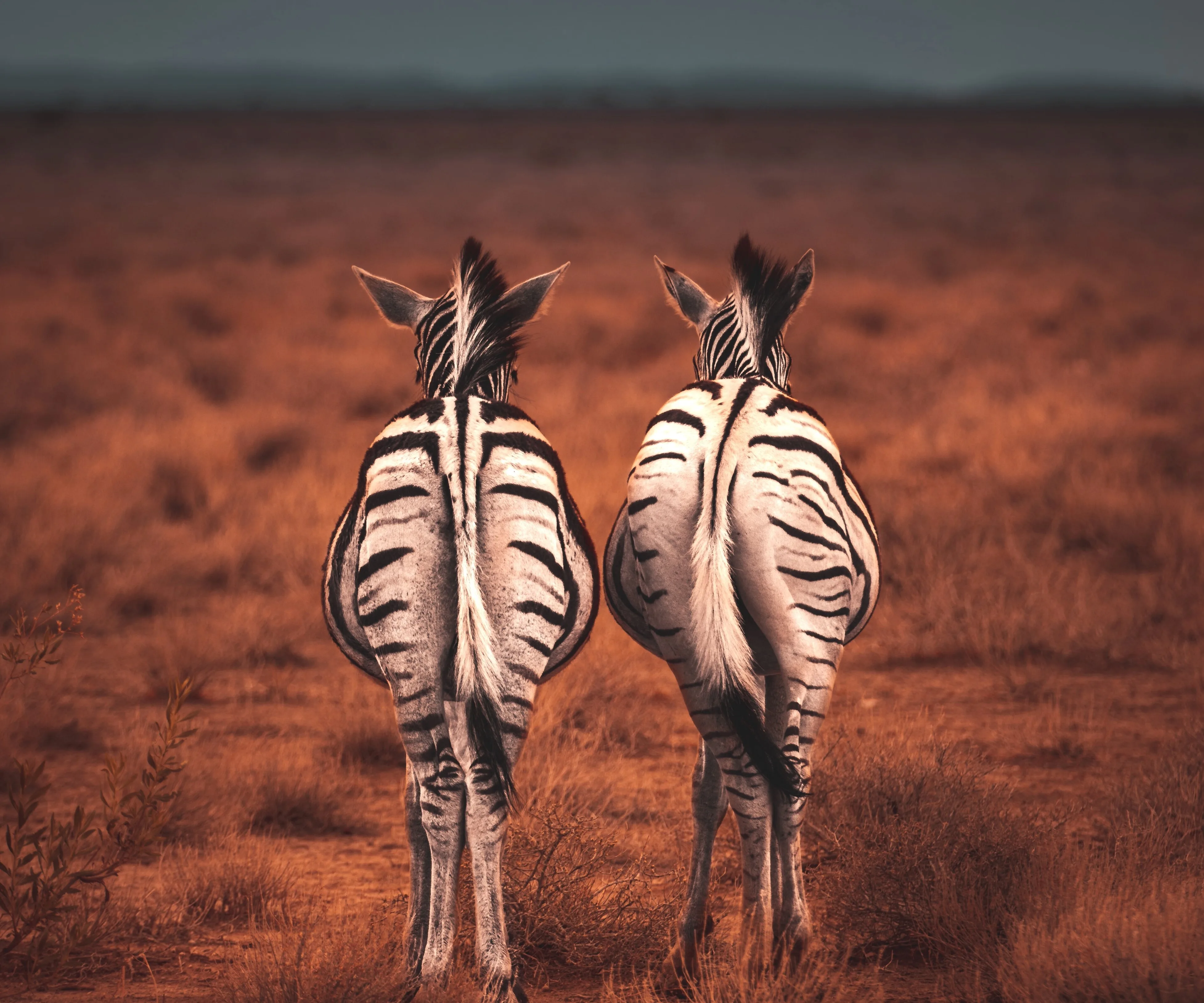 Geran de klerk AD Ui P4n Jwds unsplash